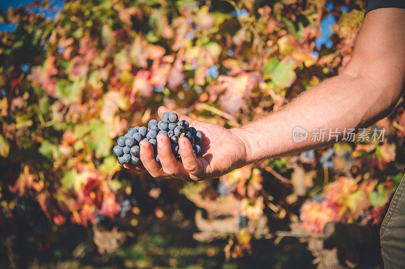 在Cape Wine Lands，一位酿酒师手里拿着一些葡萄